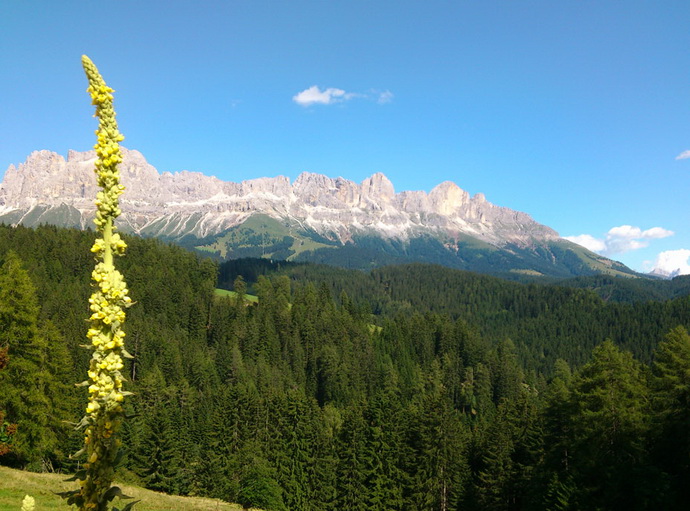 Ausblick auf Rosengarten von der Panoramaterrasse, mit einer Königskerze im Vordergrund